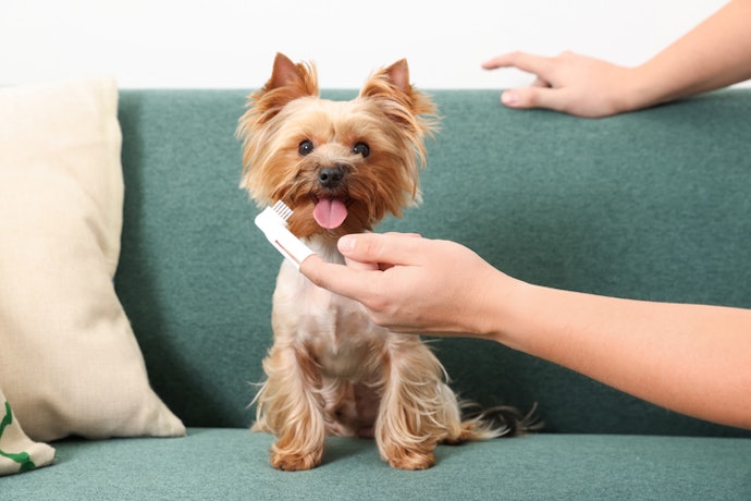 Match the Brush Size and Design to Your Dog's Size