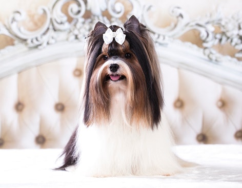 To Get the Best Value for Your Money, Opt for a Dog Cologne With a Long-Lasting Scent