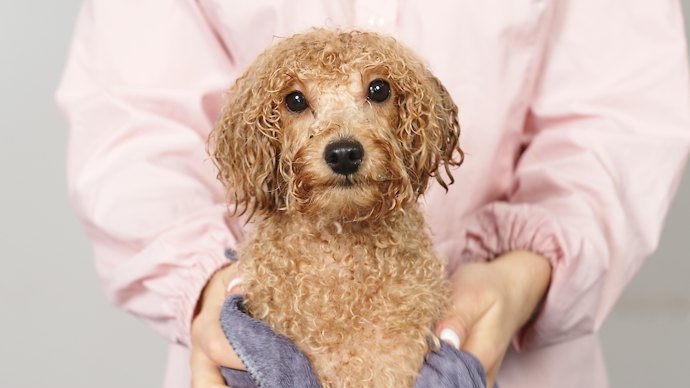 Go for Formulas Made Specifically for Dogs