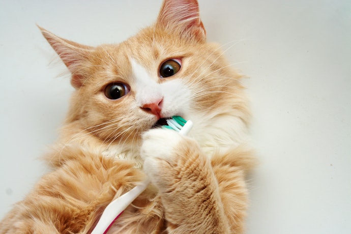 Look for Soft Nylon or Silicone Bristles to Protect Your Cat’s Gums