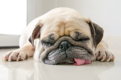 Manage Sensitivities or Allergies With Hypoallergenic or Limited Ingredient Diets