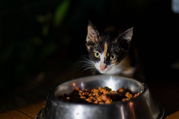 Avoid Kitten Foods With Corn, Wheat, or Cellulose as Primary Fillers, Regardless of Type