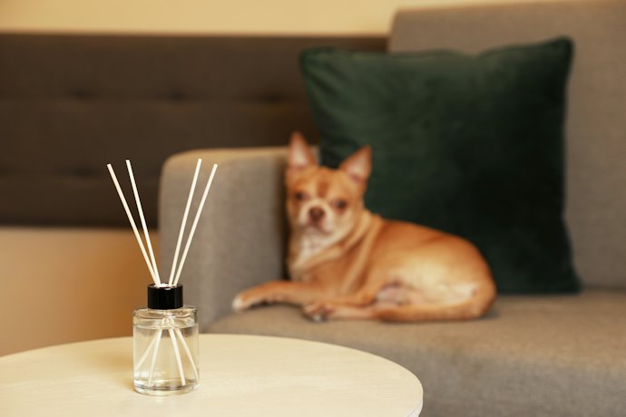 Look for Alcohol-Free, Paraben-Free, and Phthalate-Free Formulas if Anyone in Your Home Has Sensitivities