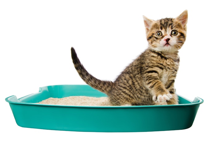 Prioritize Small Pellets for Better Comfort and Less Tracking