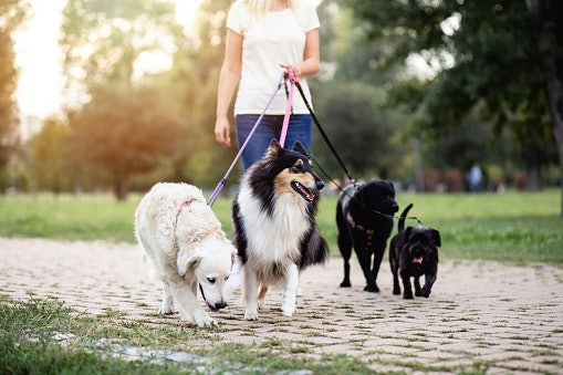 Consider Your Dog's Age and Dietary Restrictions
