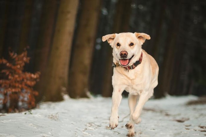 Prioritize Fast Autofocus and Shutter Speed for Moving Subjects