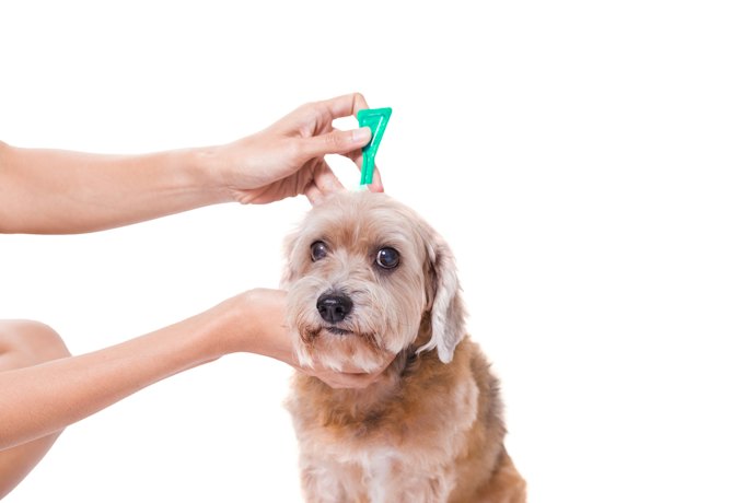 Consider Hypoallergenic or Sensitive-Skin Versions for Allergies or Delicate Skin