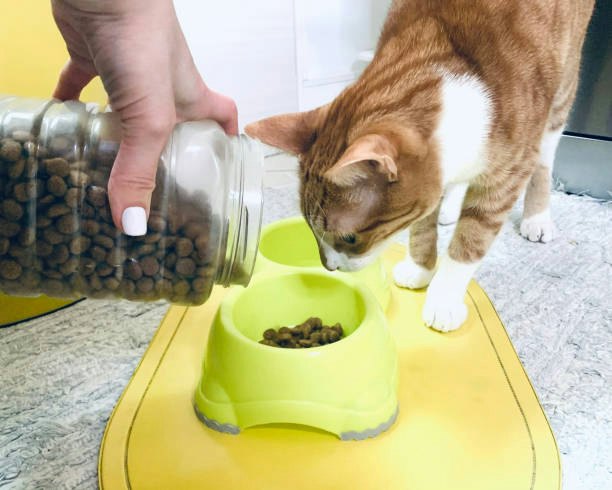 Verify Certifications Before Trusting a Dry Cat Food Brand