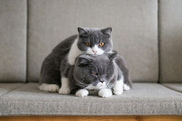 Match the Wet Cat Food Formula to Your Pet's Life Stage
