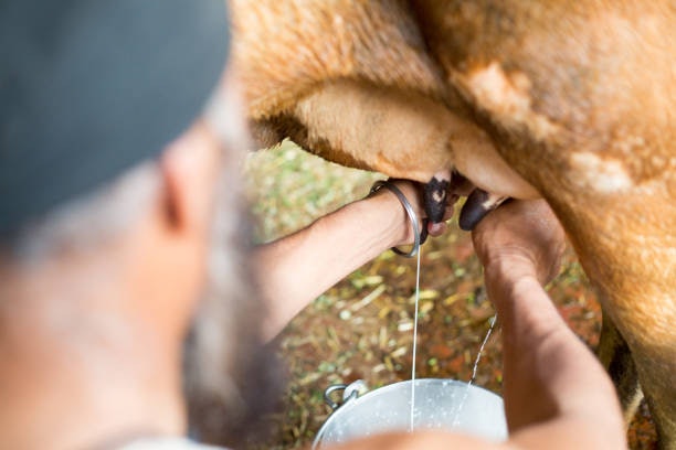 Choose Between Cow’s and Carabao’s Fresh Milk Based on Taste and Fat Content