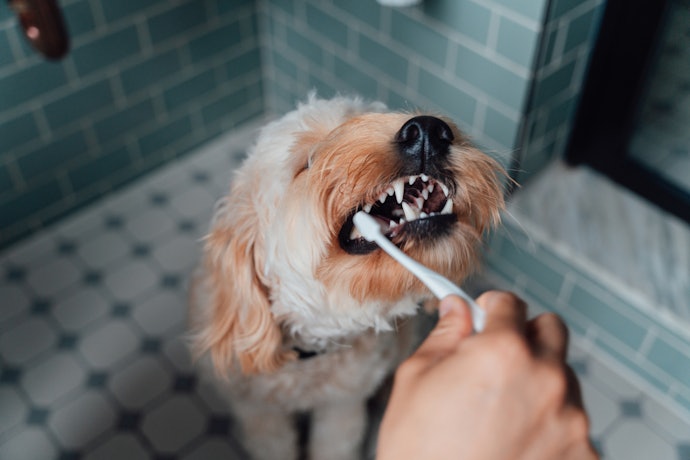 Select a Flavor Your Dog Can Tolerate