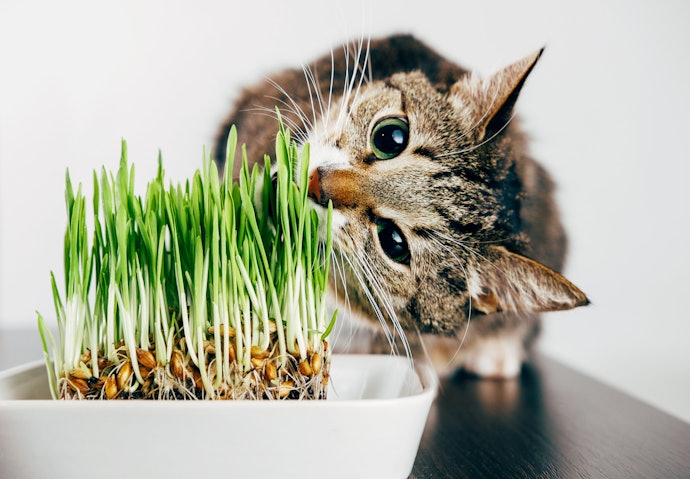 Choose Safe, Edible Varieties Like Wheatgrass, Barley, or Oat Grass