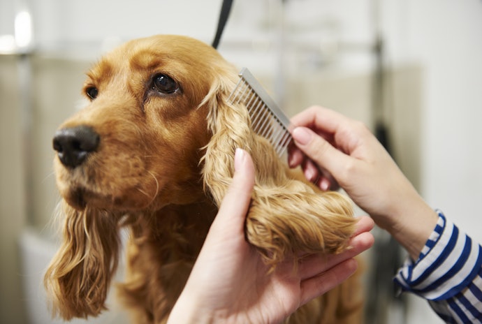 Consider Your Pet’s Fur Type and Size to Get a Suitable Tool