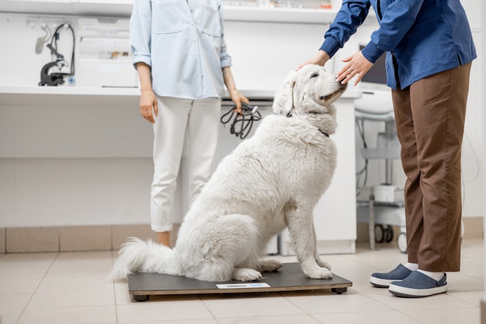 Choose Products Based on Your Dog’s Weight and Age for Accurate Dosage