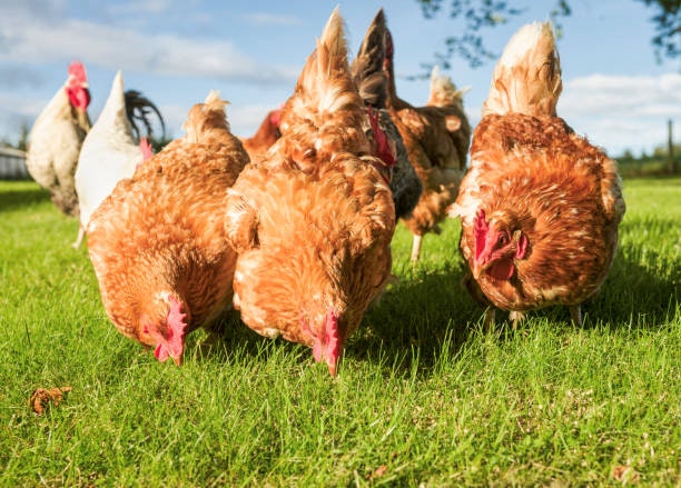 Prioritize Feeds With Complete and Balanced Nutrition to Support Immunity
