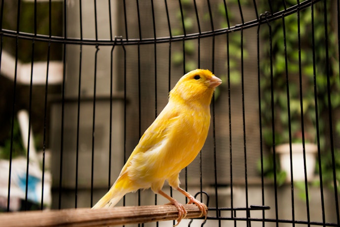 Choose a Wide Cage That Matches Your Bird’s Size and Activity Level