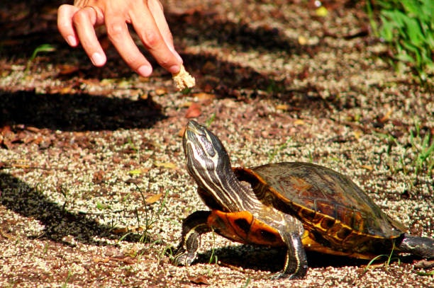 Go for Pellets, Sticks, or Freeze-Dried Forms for Clean and Easy Feeding
