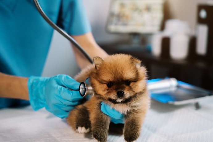 Monitor Your Puppy's Condition and Always Consult the Vet