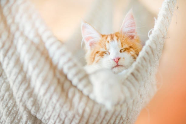 Look for Easy-to-Clean and Washable Cat Hammocks