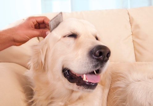 Opt for Skin- and Coat-Nourishing Ingredients for Goldens’ Long Hair