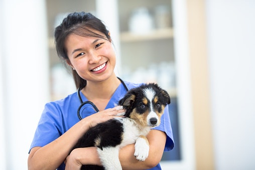 Prioritize FDA-Approved or Veterinarian-Recommended Vitamins