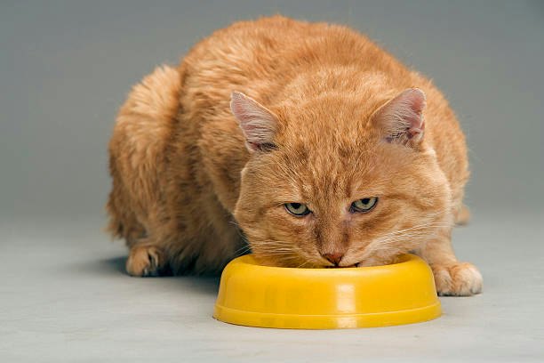 Match the Dry Cat Food to Your Cat's Specific Health Condition