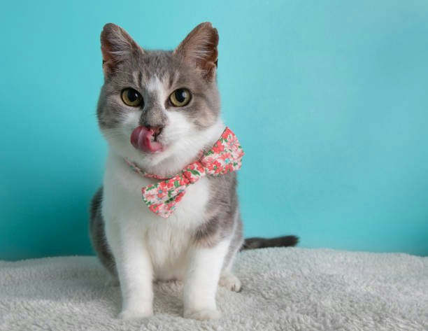 Choose Between Dry and Wet Cat Foods Based on Your Pet's Lifestyle