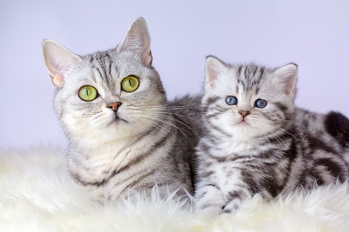 Choose a Formula Suitable for Your Cat’s Age and Dietary Needs