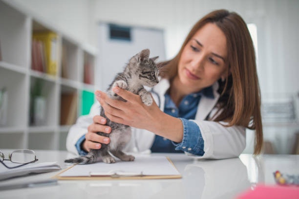Consult Your Veterinarian Especially if Your Cat Has Special Needs