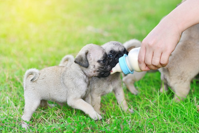 Avoid Cow’s Milk and Choose Safer Alternatives