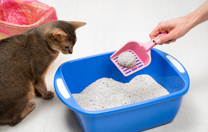 Choose Unscented or Mildly Scented Litter for Sensitive Cats