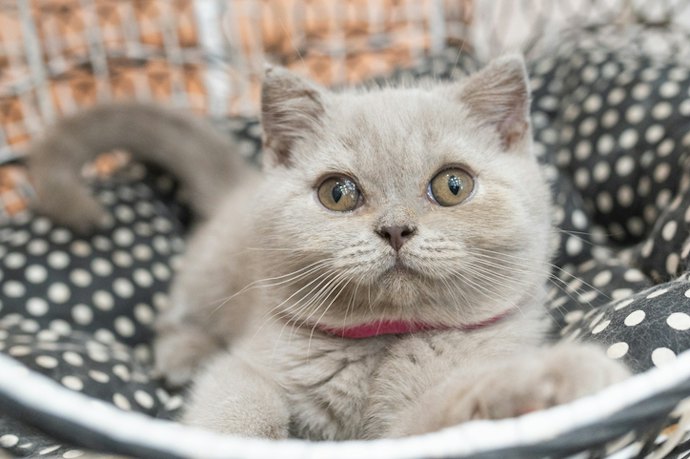 For Added Comfort: Look for Convenience Features Like Hammocks or Storage Trays