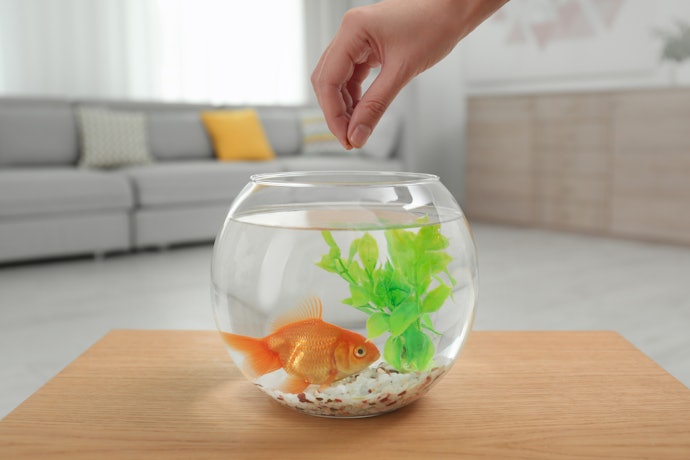 Pick a Food Type That Matches Your Goldfish's Needs