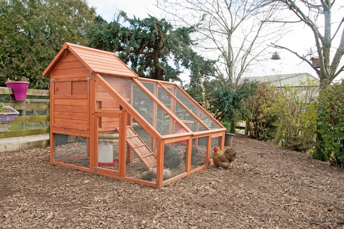 Choose Coops With Sloped Roofs, Vents, and Raised Floors for Heat and Rain Protection