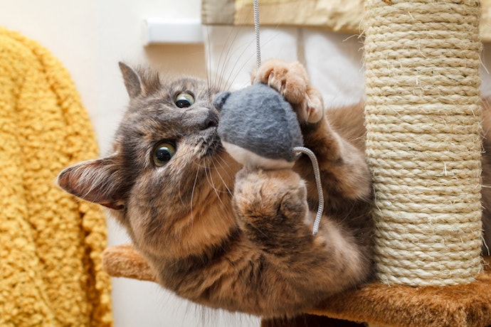 Look for Features That Go Well With Your Cat's Personality