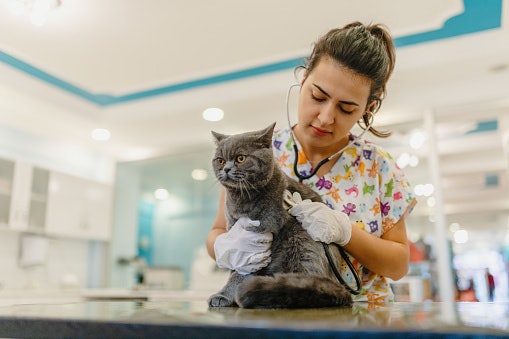 Consult Your Vet, Especially if Your Cat Has Special Needs