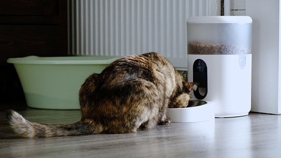Choose a Food Storage Capacity That Matches Your Cat's Needs