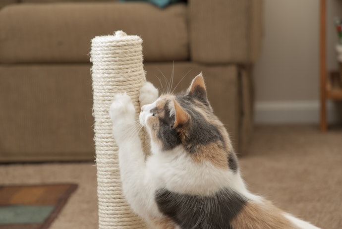 Choose the Size and Orientation That Appeals to Your Cat