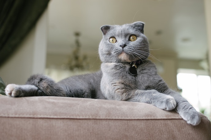 Check the Collar’s Material to Ensure Your Cat’s Comfort