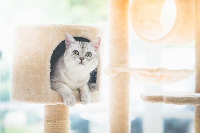 Select a Cat Tree That Fits Your Available Space