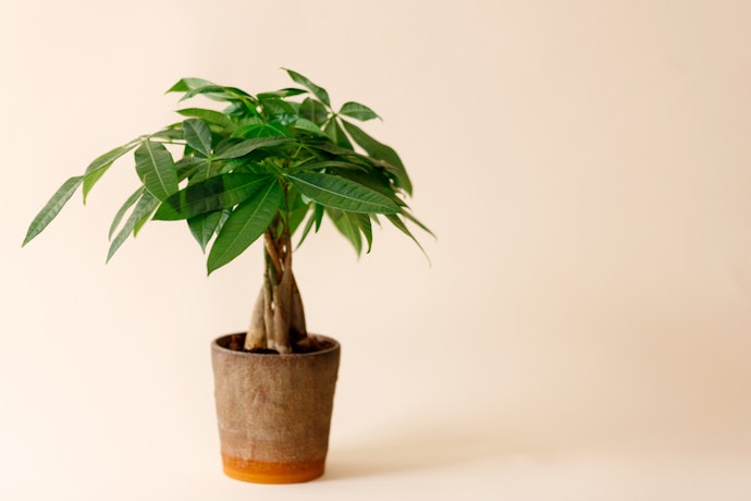 Consider Symbolic or Traditional Gifts for Good Fortune