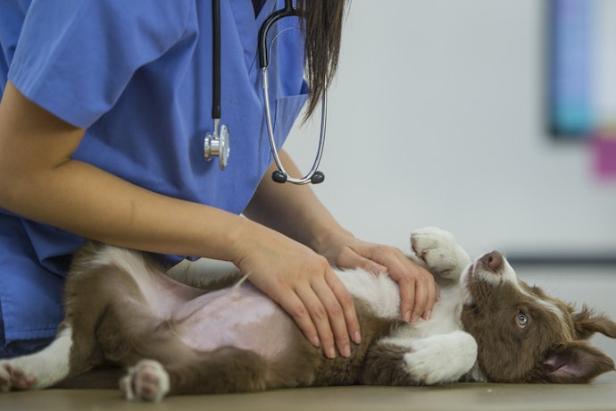 Follow the Correct Deworming Schedule