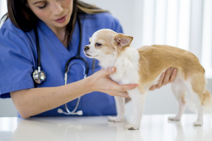Look for Specific Strains That Boost Immunity and Digestive Health