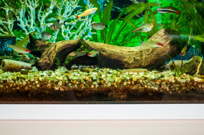 If You Plan to Keep Plants, Choose a Tank With Proper Lighting Features