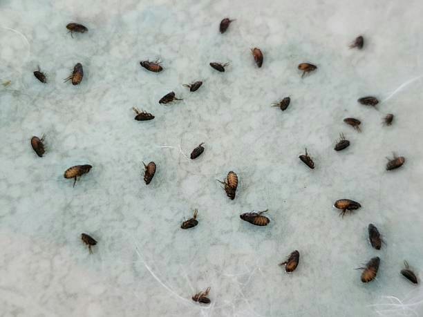 Check the Cat Flea Treatment's Active Ingredient Based on Your Pet's Parasite Risk