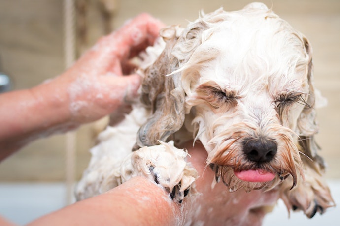 Get a Shampoo With the Right Essential Oils for a Scent That’s Not Too Overpowering