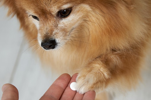 Select the Right Vitamin Form Based on Your Puppy’s Preferences