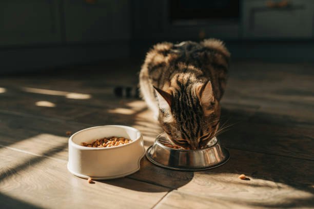 If Your Cat Is a Picky Eater, Try a Small Pack Before Buying in Bulk