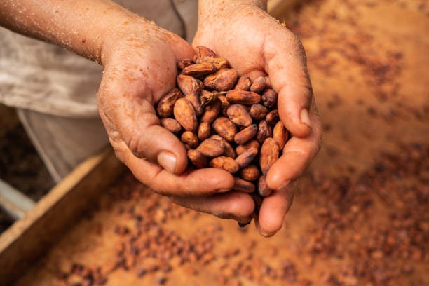 Consider Those With Bean-to-Bar or Single Origin Labels to Ensure Fair Practices and Quality