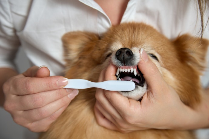 Opt for Toothbrushes With Durable, Ergonomic, Non-Slip Handles